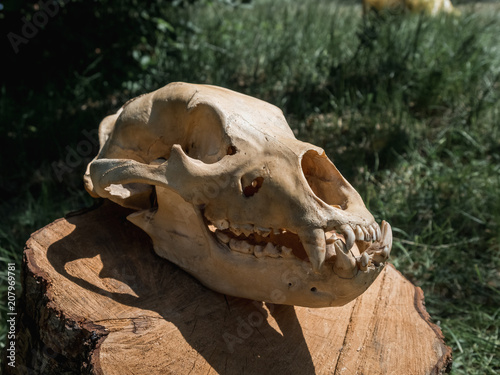 Bear Skull on log