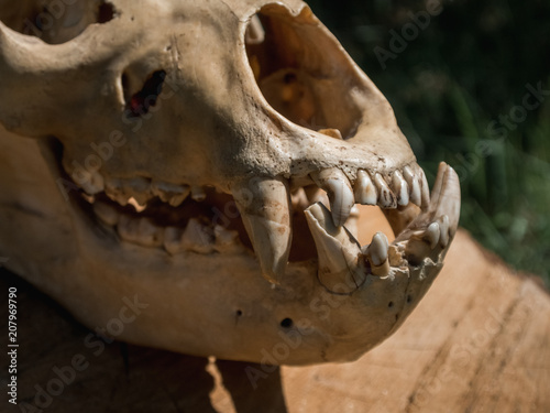 Bear Skull on log © Anton