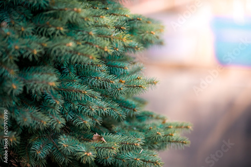 Fir tree brunch close up. Shallow focus. Fluffy fir tree brunch close up. Christmas wallpaper concept. Copy space.