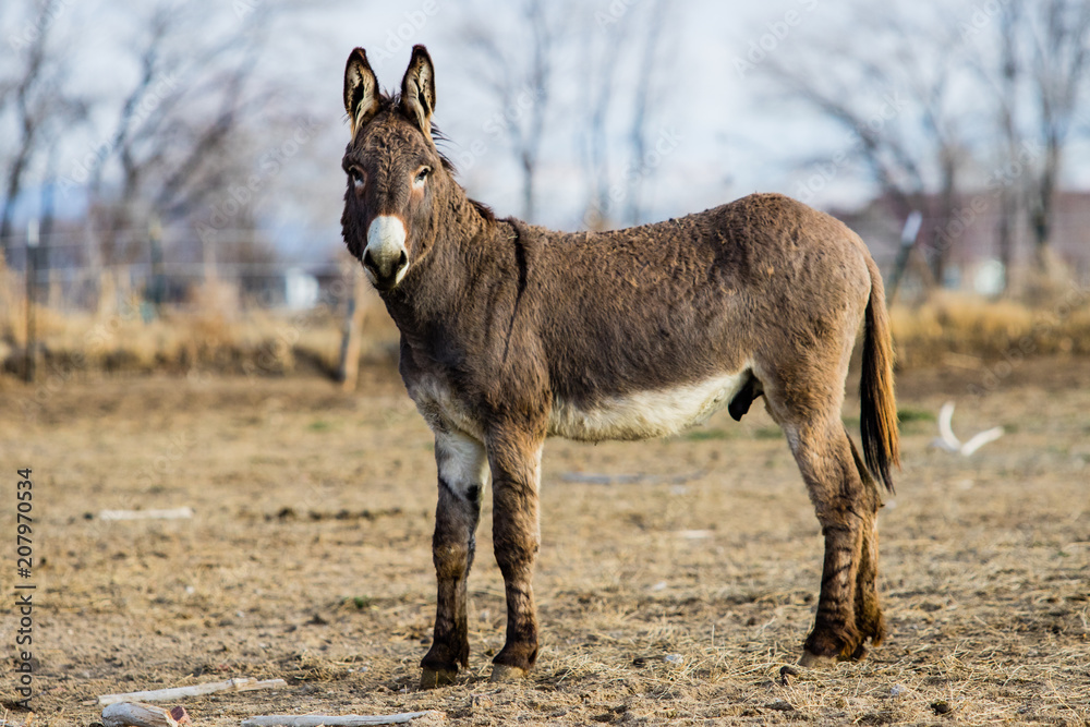 Fototapeta premium Donkey