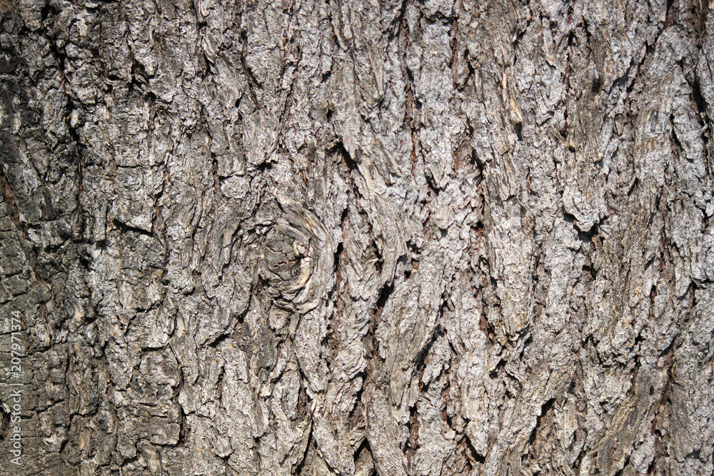 corteccia tronco albero con venature legno corteccia tronco albero con venature legno