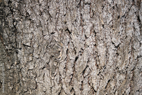 corteccia tronco albero con venature legno