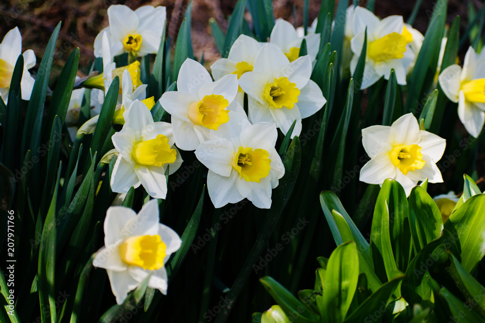 Blooming daffodils in the garden, spring flowers.