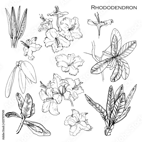 illustration of set with botanik ink herbal. Isolated object rhododendron francisca. Hand drawn Alpine rose for your packing. Graphic elements.