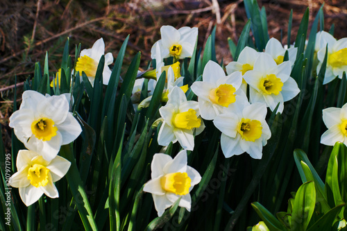 Blooming daffodils in the garden, spring flowers.