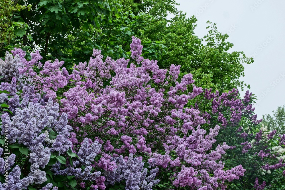 lilac flowers on bush branches in the park