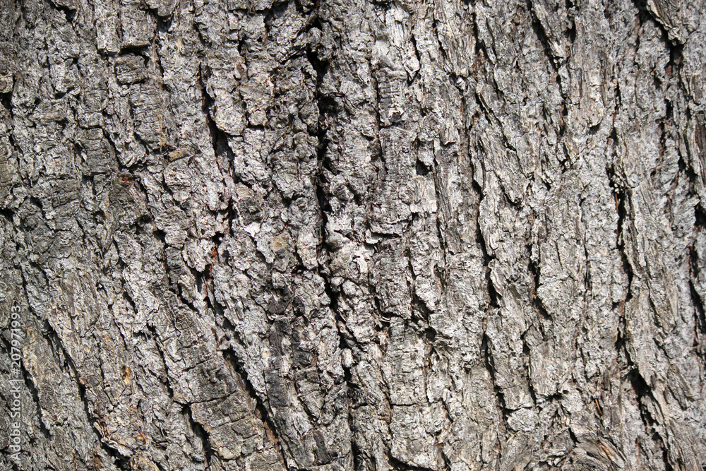 corteccia tronco albero con venature legno corteccia tronco albero con venature legno