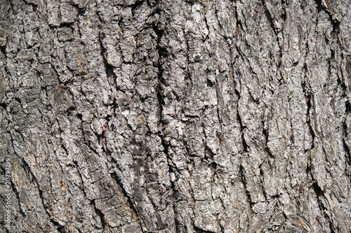 corteccia tronco albero con venature legno