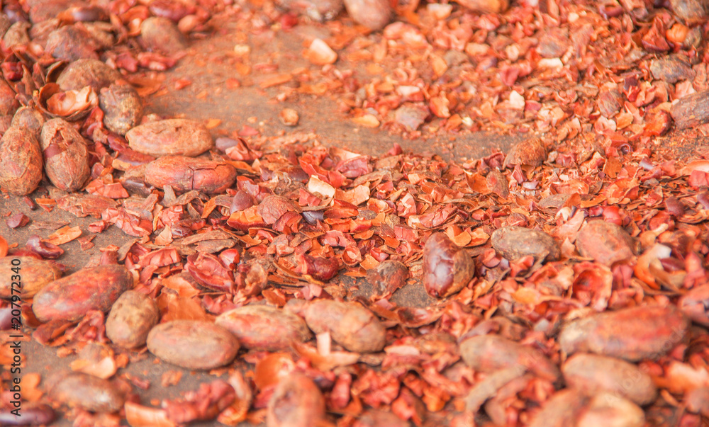 Close up of cacao beans spread out for the drying process Close up of cacao beans spread out for the drying process