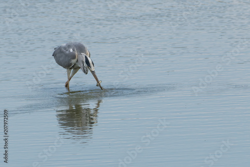 Fischreiher photo