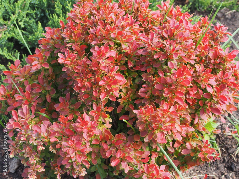 Bush barberry with red leaves. Ornamental plant. Bush barberry with red leaves. Ornamental plant.