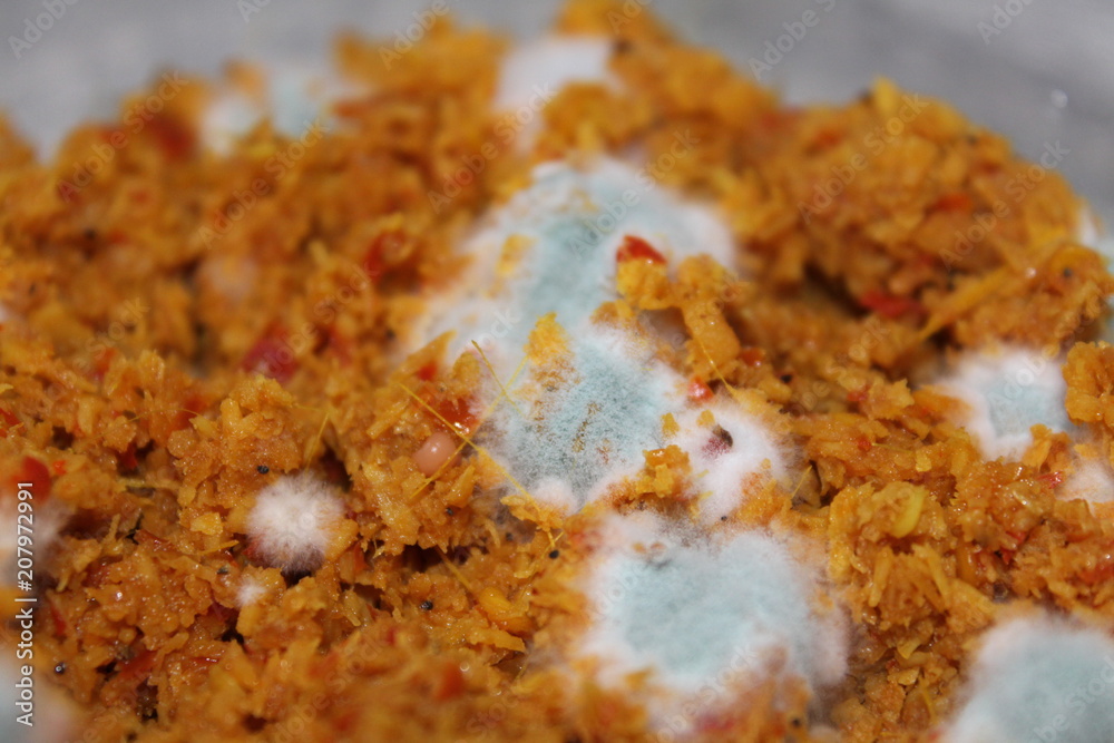 Fungus mold growing on stale food kept in refrigerator Fungus mold growing on stale food kept in refrigerator