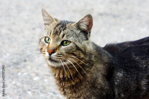 look of an adult homeless spotted cat