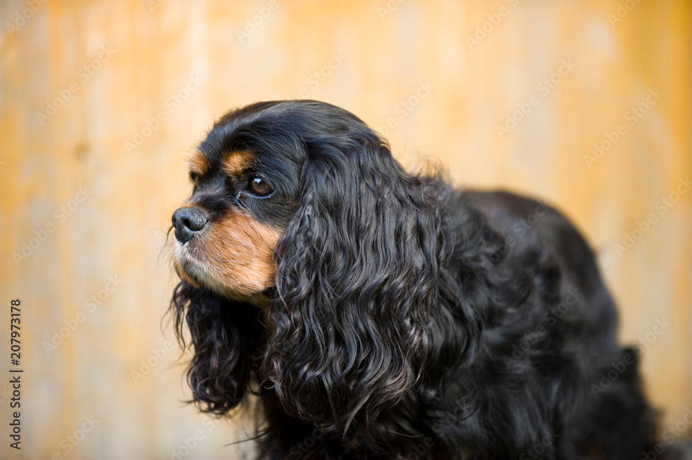 Cavalier King Charles Spaniel