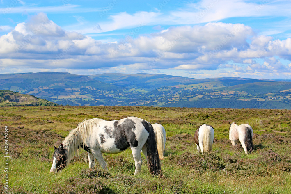 Wild ponies in the Brecon Beacons