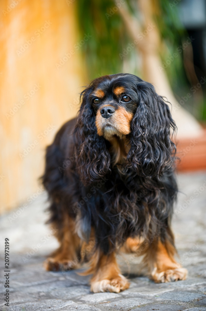 Cavalier King Charles Spaniel steht im Garten Cavalier King Charles Spaniel steht im Garten