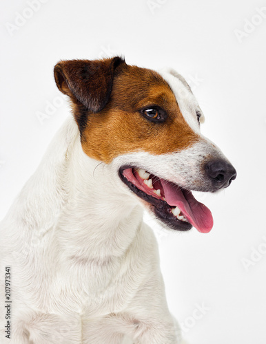portrait of a Jack Russell Terrier dog looking at the gray background © Happy monkey
