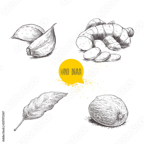 Hand drawn sketch spices set. Garlic cloves, sliced ginger root, bay leaf and nutmeg. Herbs, condiments and spices vector illustration isolated on white background.