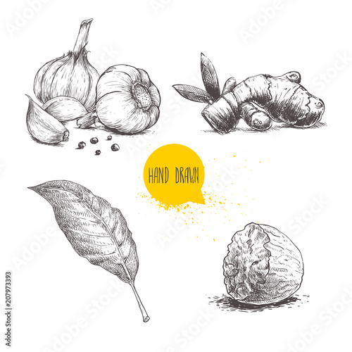 Hand drawn sketch spices set. Garlic composition, ginger root, bay leaf and half of nutmeg. Herbs, condiments and spices vector illustration isolated on white background.