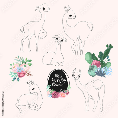 Vector cute baby llama, alpaca characters set. Sketch, outline, cartoon illustratuon with flowers, floral bouquet, cactuses, succulents bloom and vintage frame