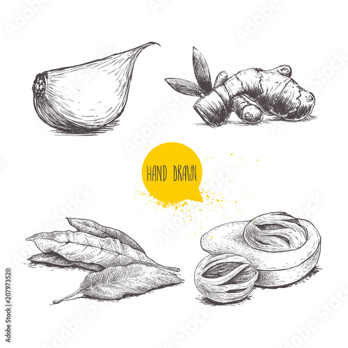 Hand drawn sketch spices set. Garlic clove, ginger root, bay leaves bunch and nutmeg mace fruits. Herbs, condiments and spices vector illustration isolated on white background.
