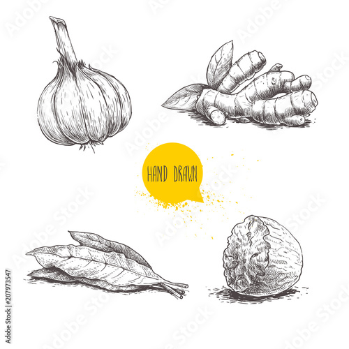 Hand drawn sketch spices set. Garlic, ginger root, bay leaves bunch and nutmeg. Herbs, condiments and spices vector illustration isolated on white background.
