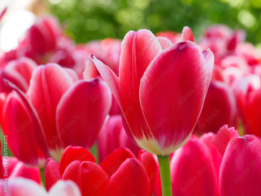 Photo of tulips in the sun