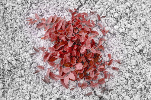 grass growing from concrete, a thirst for life, a plant growing from the wall of the house photo