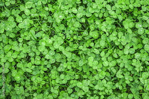 Green clover covering ground on lawn in garden. Shamrock pattern. Natural green grass carpet texture.