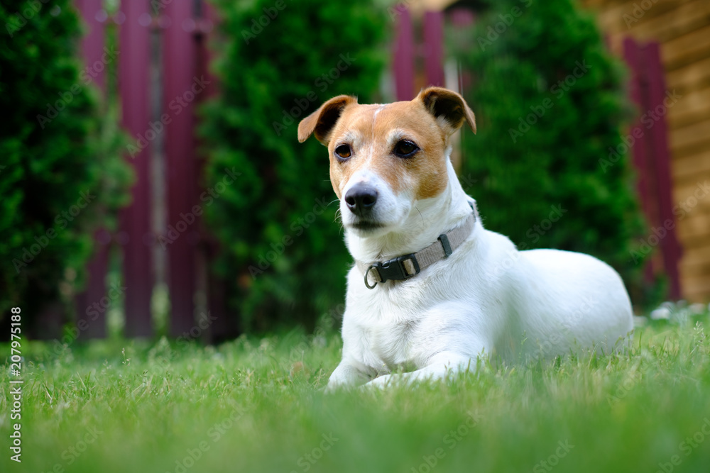 Jack russel terrier on lawn near house. Happy Dog with serious gaze
