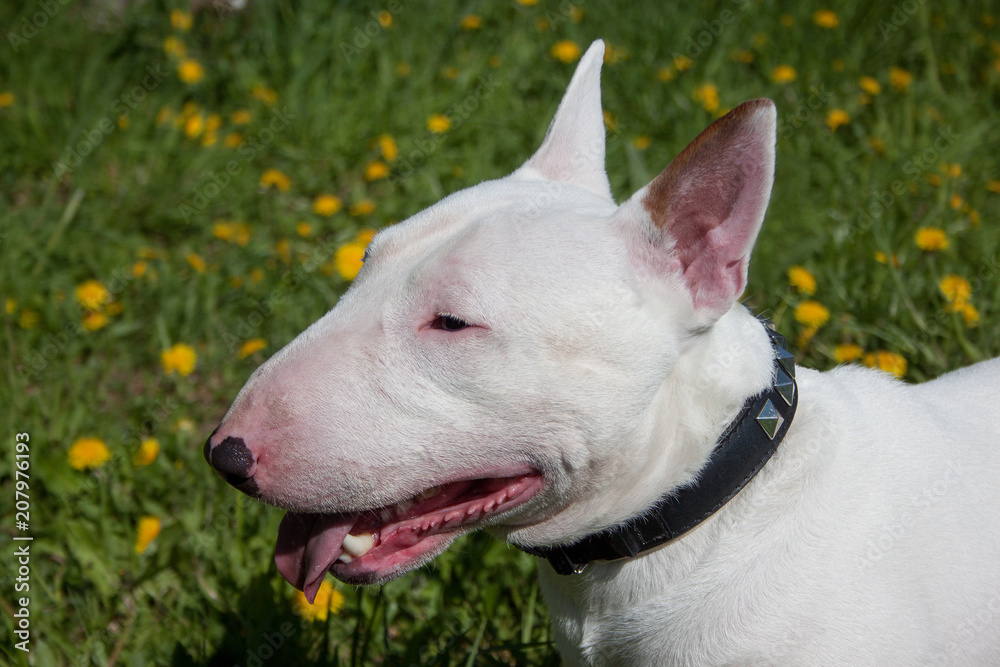 Miniature bull close up. English bull terrier or the white cavalier.