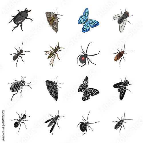 An insect arthropod, an osa, a spider, a cockroach. Insects set collection icons in black,cartoon style vector symbol stock isometric illustration web.