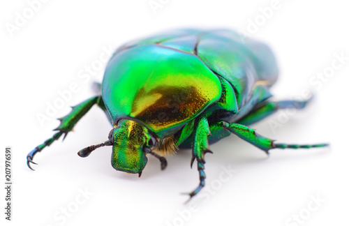 Green beetle on white.