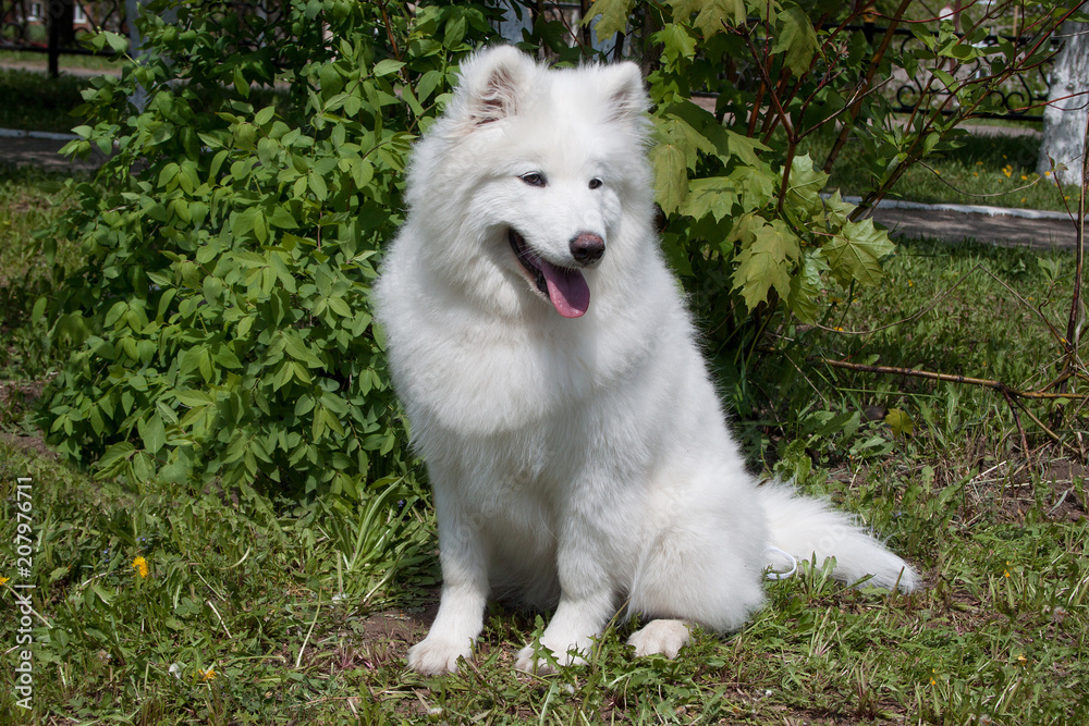 Samoyed is sitting on a green meadow. Sledge dog.