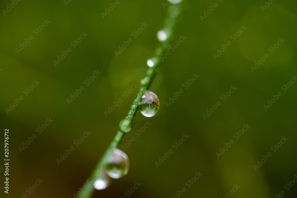 Dew drops on green grass. Macro shooting Dew drops on green grass. Macro shooting