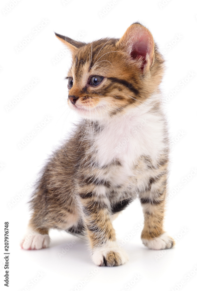 Obraz premium Kitten on white background.