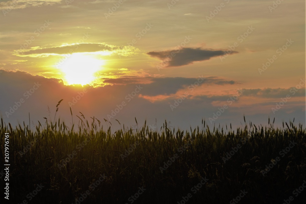 закат над полем с пшеницей