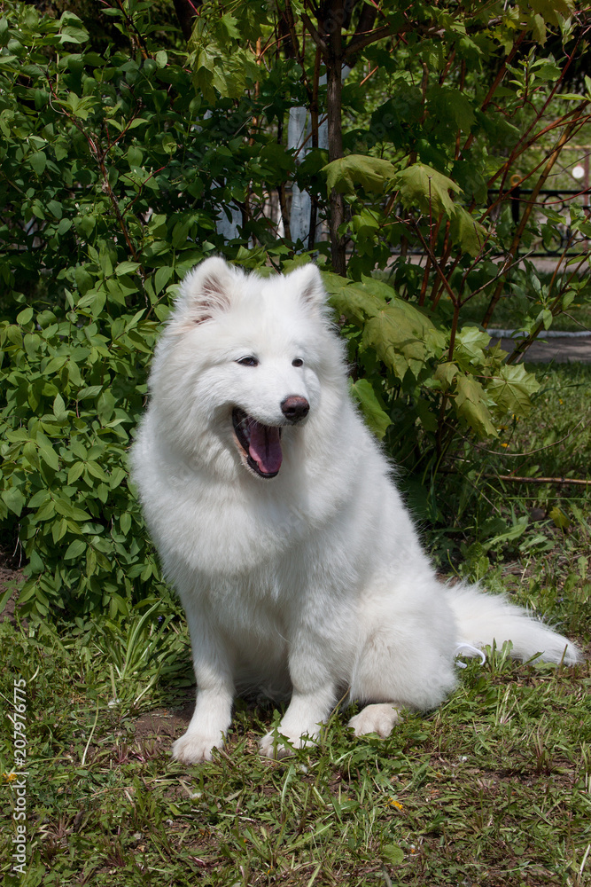 Fototapeta premium Samoyed is sitting and yawning on a spring meadow. Bjelkier or samoiedskaya sobaka.