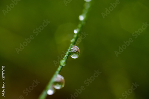 Dew drops on green grass. Macro shooting