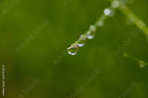 Dew drops on green grass. Macro shooting