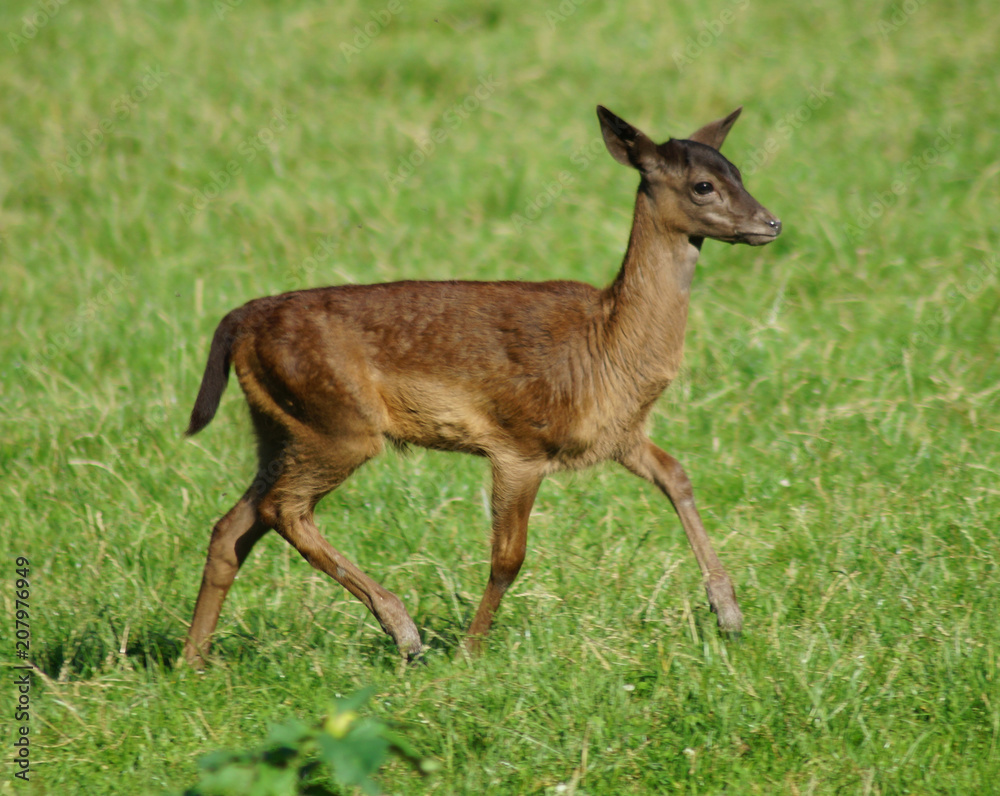 Tiere Tiere