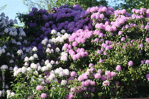 Rhododendronpracht