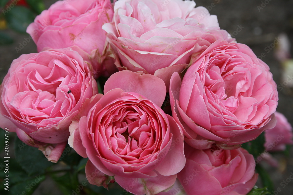 Rosa Strauß Rosa Strauß