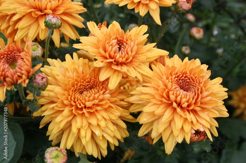 Honigfarbene Blume