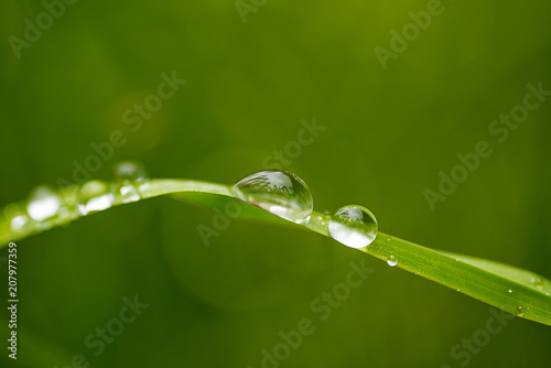 Dew drops on green grass. Macro shooting