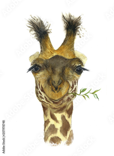 Fototapeta Naklejka Na Ścianę i Meble -  Funny melancholic camel chewing leaves watercolor illustration