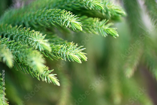 HOJAS O FOLLAJE DE ARAUCARIA HETEROPHYLLA