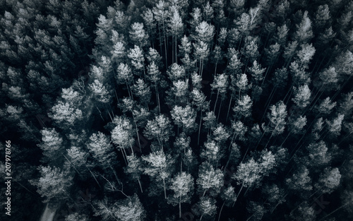 Strukturierter Wald in Schwarz und Weiß photo