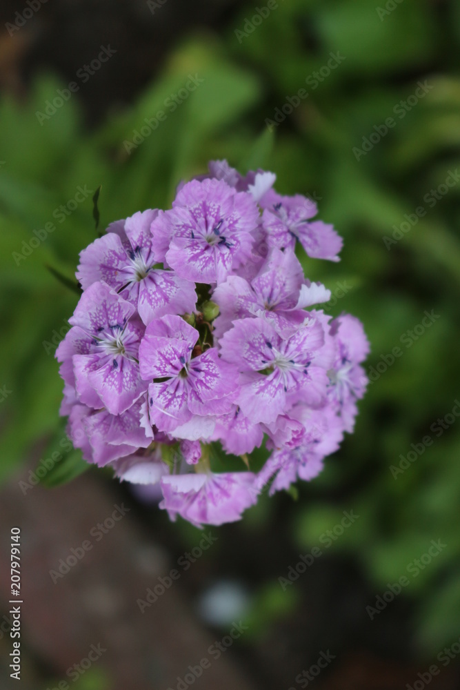 Pink flowers blooms 