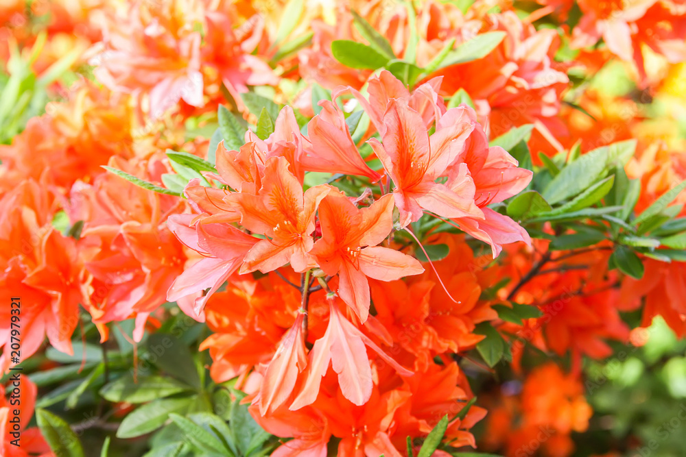 Rhododendron plant fragrant beautiful flowers blooming in spring park. Rhododendron plant fragrant beautiful flowers blooming in spring park.